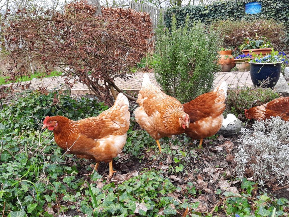 Het Bonte Paard Bed & Breakfast Dwingeloo Exterior foto